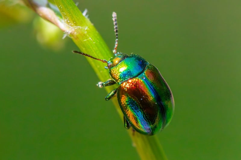 Identifying Pests